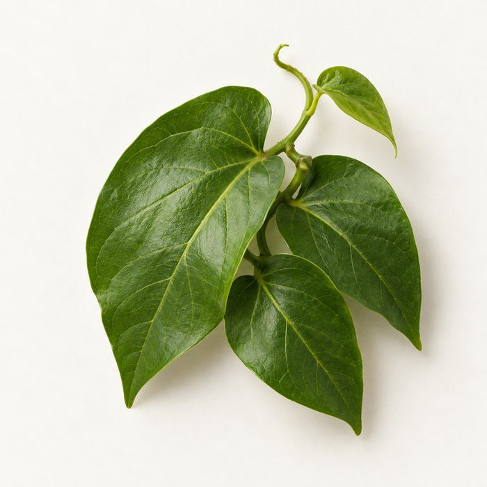 Guaco vine leaves