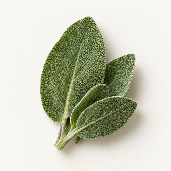 Fresh sage leaves