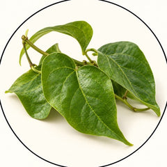 Guaco Leaf