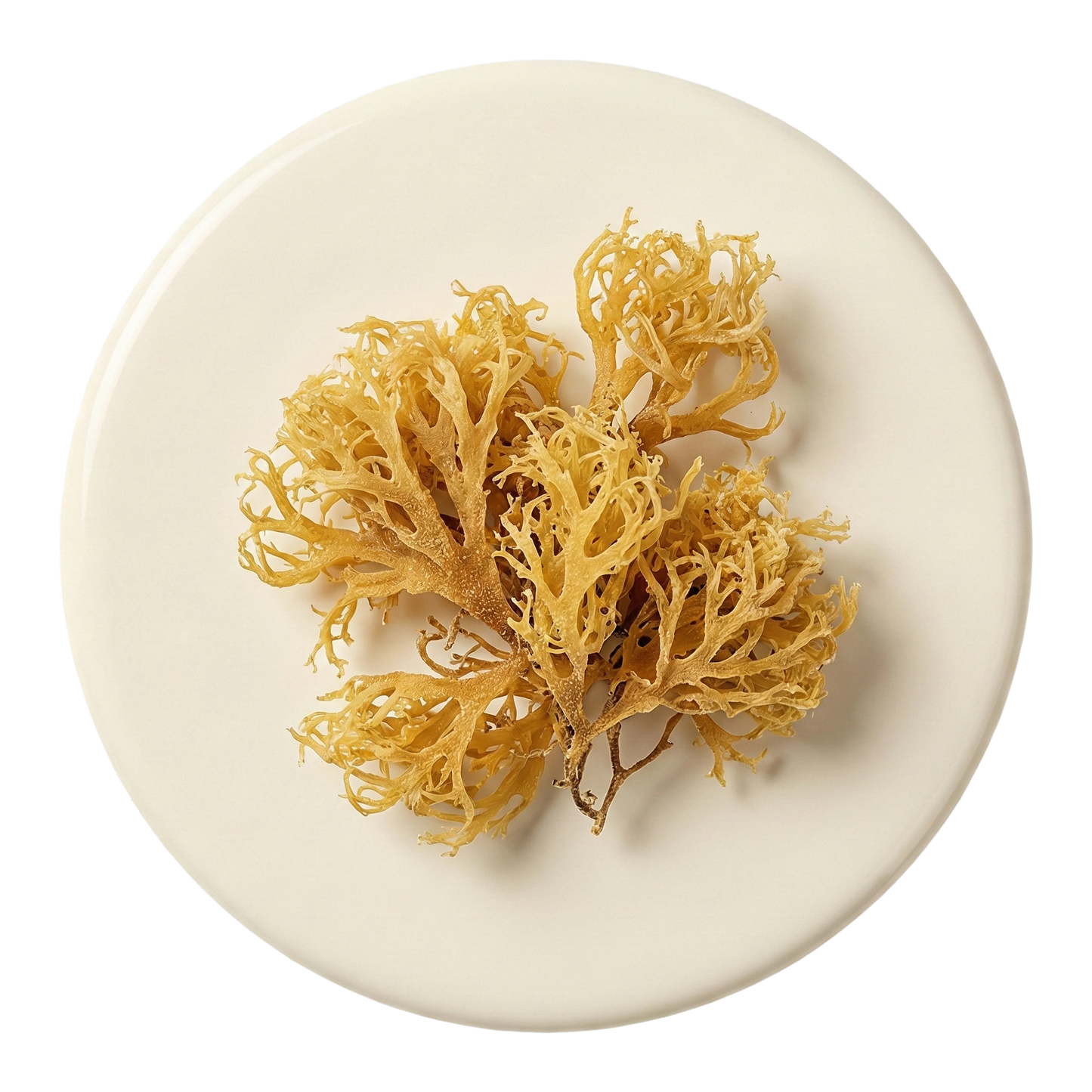 Bulk Raw Seamoss Gold 1lb, 5lb -10lb