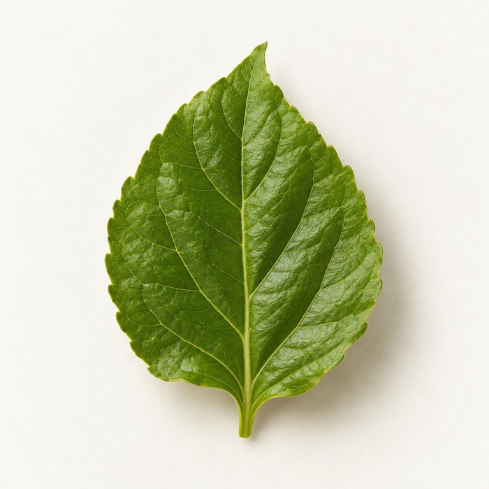 Prodigiosa leaf