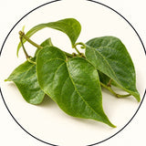 Guaco Leaf