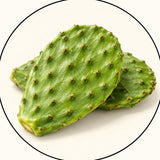 Nopal Cactus Pad