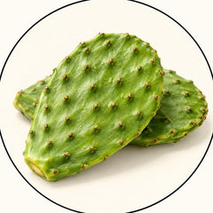 Nopal Cactus Pad