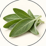Sage Leaf