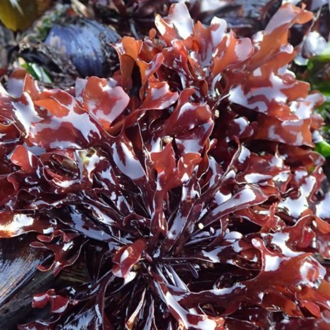 Irish Moss (Chondrus crispus), Dried Moss