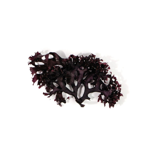 Irish Moss (Chondrus crispus), Dried Moss