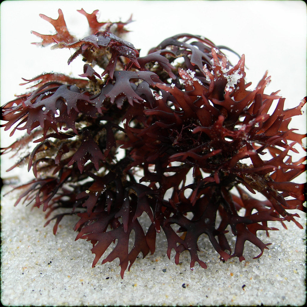 Irish Moss (Chondrus crispus), Dried Moss