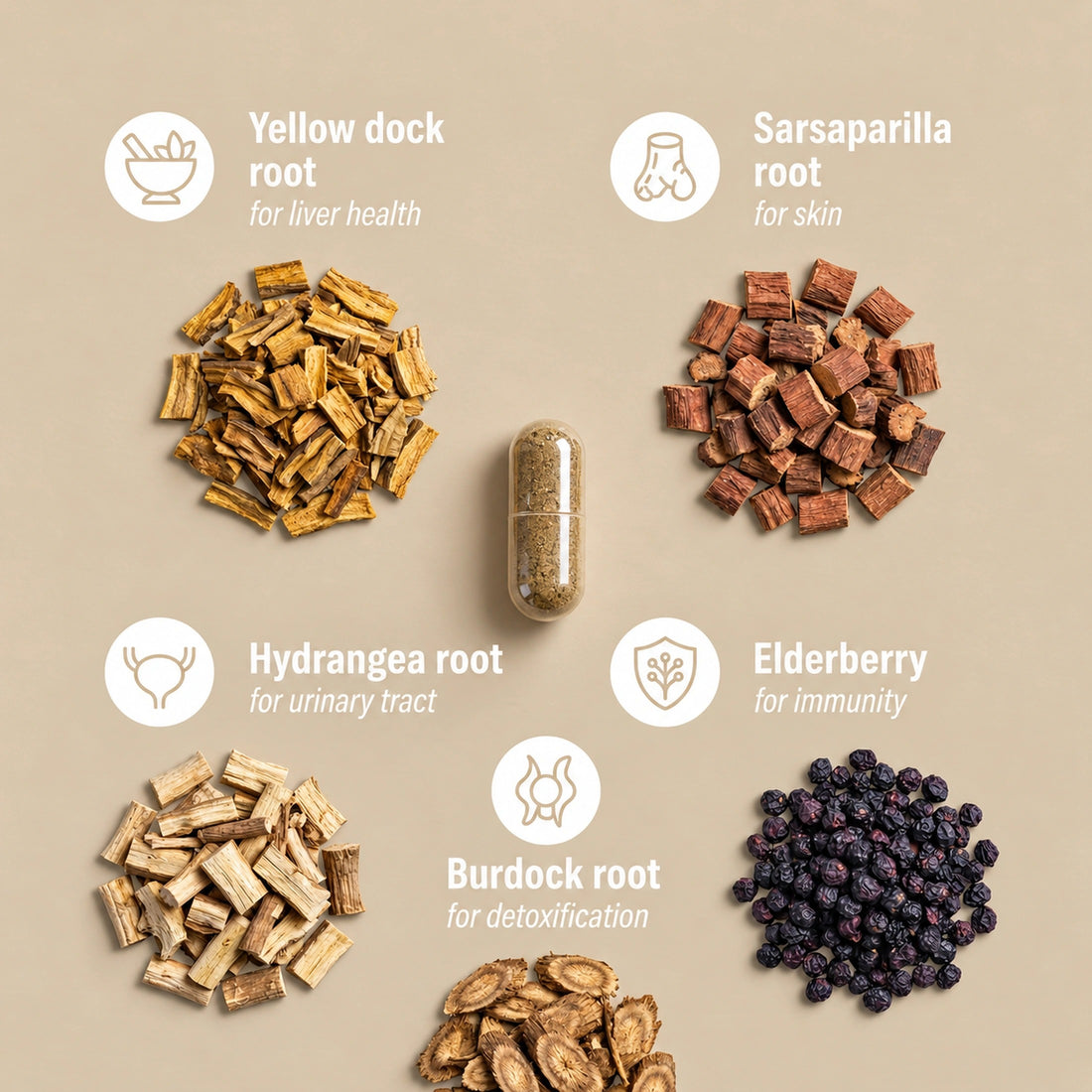 The four herbs and elderberry in Blood Purifying Capsules and what each is for