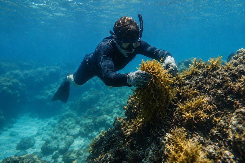 A diver gathering sea moss from the reef